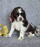 Choc parti f, a female Cocker Spaniel for sale in Lexington, KY – Photo 2 of 5