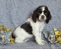 Choc parti f, a female Cocker Spaniel for sale in Lexington, KY – Photo 1 of 5