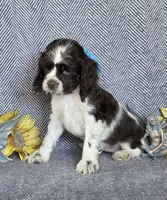 Choc parti f, a female Cocker Spaniel for sale in Lexington, KY – Photo 4 of 5