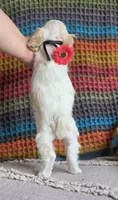 Parti f, a female Cocker Spaniel for sale in Lexington, KY – 3 of 3