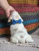 Buff parti male, a male Cocker Spaniel for sale in Lexington, KY – 4 of 4