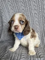 Choc parti male, a male Cocker Spaniel for sale in Lexington, KY – Photo 2 of 5