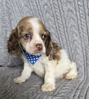 Choc parti male, a male Cocker Spaniel for sale in Lexington, KY – Photo 4 of 5