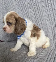 Choc parti male, a male Cocker Spaniel for sale in Lexington, KY – Photo 3 of 5