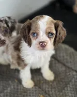 Choc parti male, a male Cocker Spaniel for sale in Lexington, KY – Photo 5 of 5