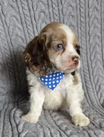 Choc parti male, a male Cocker Spaniel for sale in Lexington, KY – Photo 1 of 5