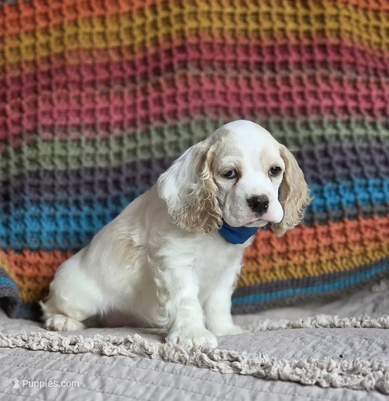 Buff parti male – Cocker Spaniel puppy for sale in Lexington, KY