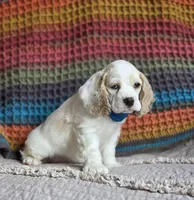 Buff parti male, a male Cocker Spaniel for sale in Lexington, KY – 1 of 4