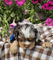 Poppydarkchocmmale, a male Cocker Spaniel for sale in Lexington, KY – 2 of 6