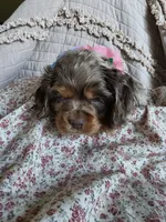 Fionasredmerle f, a female Cocker Spaniel for sale in Lexington, KY – 2 of 5