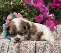JBmerlefemale, a female Cocker Spaniel for sale in Lexington, KY – 4 of 6