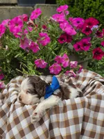 JBchocpartim2, a male Cocker Spaniel for sale in Lexington, KY – 4 of 4