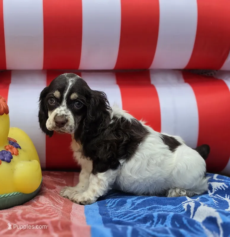 Parti f – Cocker Spaniel puppy for sale in Lexington, KY