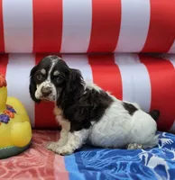 Parti f, a female Cocker Spaniel for sale in Lexington, KY – 1 of 3