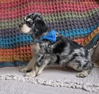 Merle male, a male Cocker Spaniel for sale in Lexington, KY – 4 of 7