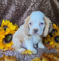 Buffmale2, a male Cocker Spaniel for sale in Lexington, KY – 2 of 3