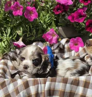 Poppylightchocmmale, a male Cocker Spaniel for sale in Lexington, KY – 3 of 5