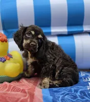 Choc m, a male Cocker Spaniel for sale in Lexington, KY – 3 of 5