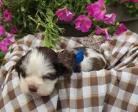 JBchocpartim2, a male Cocker Spaniel for sale in Lexington, KY – 2 of 4