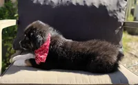 Bub, a male Australian Shepherd for sale in Lexington, KY – 5 of 5