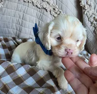 Fionas runt, a male Cocker Spaniel for sale in Lexington, KY – 2 of 5