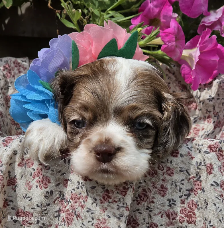 JBmerlefemale – Cocker Spaniel puppy for sale in Lexington, KY