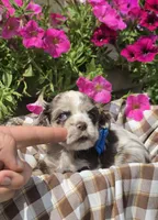 Poppylightchocmmale, a male Cocker Spaniel for sale in Lexington, KY – 2 of 5