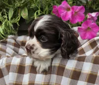 JBchocpartimale, a male Cocker Spaniel for sale in Lexington, KY – 2 of 4