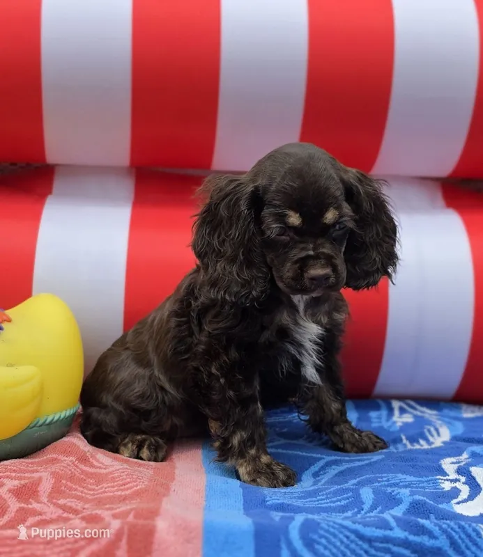 Choc f – Cocker Spaniel puppy for sale in Lexington, KY