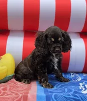 Choc f, a female Cocker Spaniel for sale in Lexington, KY – 1 of 3