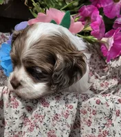 JBmerlefemale, a female Cocker Spaniel for sale in Lexington, KY – 2 of 6