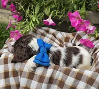 JBchocpartimale, a male Cocker Spaniel for sale in Lexington, KY – 4 of 4