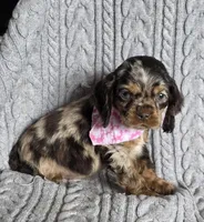 Choc merle female 1, a female Cocker Spaniel for sale in Lexington, KY – Photo 3 of 4