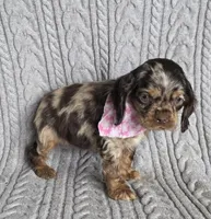 Choc merle female 1, a female Cocker Spaniel for sale in Lexington, KY – Photo 2 of 4