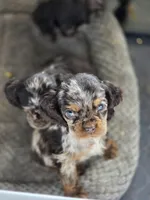 Choc merle female 1, a female Cocker Spaniel for sale in Lexington, KY – Photo 4 of 4