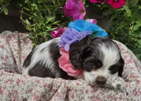JBchocpartifemale, a female Cocker Spaniel for sale in Lexington, KY – 2 of 4