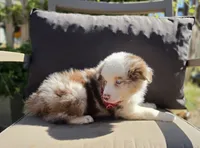 Merle, a male Australian Shepherd for sale in Lexington, KY – 2 of 4