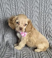Buff female, a female Cocker Spaniel for sale in Lexington, KY – Photo 4 of 5