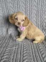 Buff female, a female Cocker Spaniel for sale in Lexington, KY – Photo 5 of 5