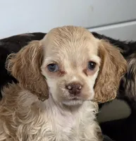 Buff female, a female Cocker Spaniel for sale in Lexington, KY – Photo 2 of 5