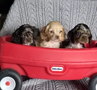 Buff female, a female Cocker Spaniel for sale in Lexington, KY – Photo 3 of 5