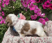 JBmerlefemale, a female Cocker Spaniel for sale in Lexington, KY – 5 of 6