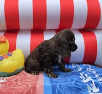 Choc f, a female Cocker Spaniel for sale in Lexington, KY – 4 of 4