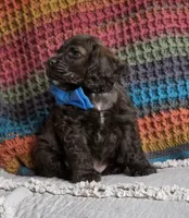 Choc male, a male Cocker Spaniel for sale in Lexington, KY – 6 of 7