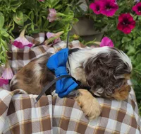Poppydarkchocmmale, a male Cocker Spaniel for sale in Lexington, KY – 5 of 6