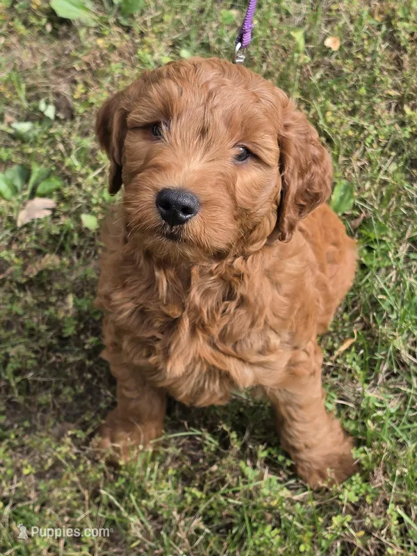 Buddy  – Miniature Goldendoodle puppy for sale in Revere, MO