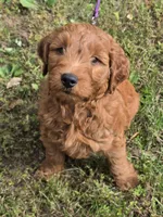 Buddy , a male Miniature Goldendoodle for sale in Revere, MO – 1 of 3