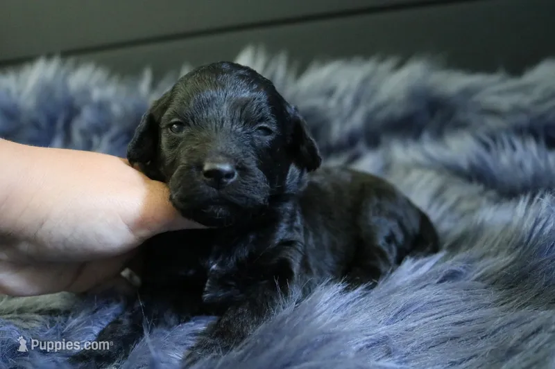 Scout – Goldendoodle, Miniature Goldendoodle puppy for sale in Revere, MO