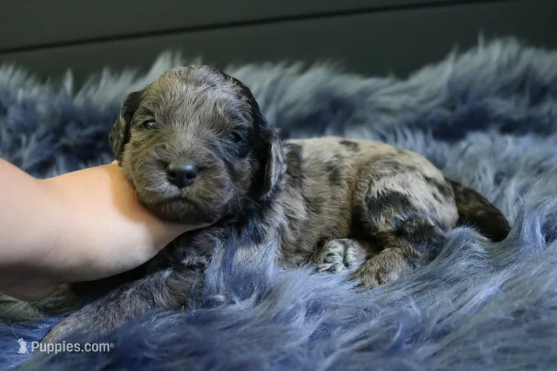 Winchester  – Goldendoodle, Miniature Goldendoodle puppy for sale in Revere, MO