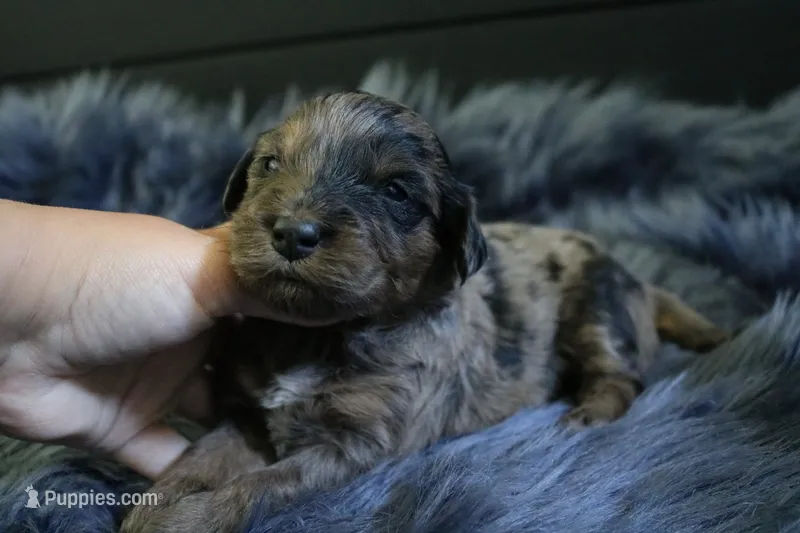 Gunner – Goldendoodle, Miniature Goldendoodle puppy for sale in Revere, MO